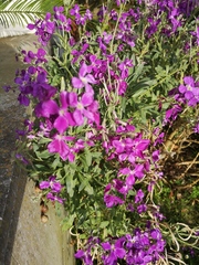 What is this plant?