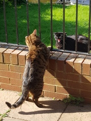 Thug Cat part 2. What, has this thing appeared again tonight?