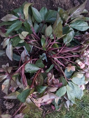 Hellebore has flopped over