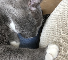 Lump on my cat’s nose