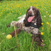 Talk to me about cocker spaniels as a first family dog