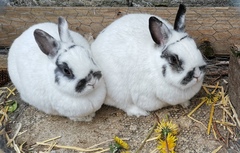 Cute pet and wildlife thread