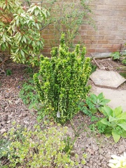 Suggest a plant for me