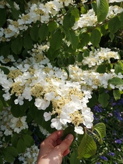 Please help me to identify this plant