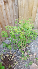 What shrub is this?