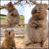 Cute pet and wildlife thread
