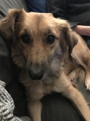 Importing rescue dogs
