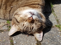 Thug Cat part 2. What, has this thing appeared again tonight?