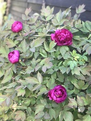 How do your Peonie plants look right now?