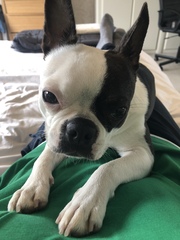 To ask if anyone else has a pet that's helped them with their MH struggles?