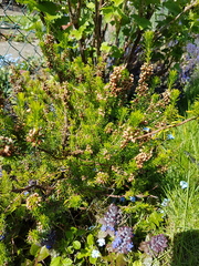 Plant or weed?