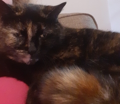 Thank goodness  for my cat