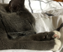 Lump on my cat’s nose