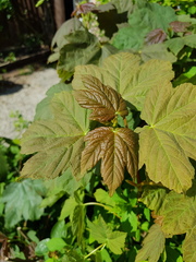 Plant or weed?