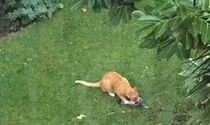 Big cat sightings - Do you believe in them or have you seen any?