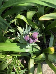 More plant ID please!