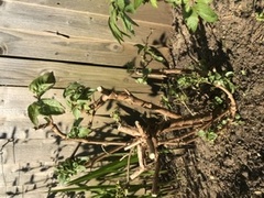 Is there any hope for this fuschia?