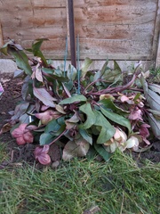Hellebore has flopped over