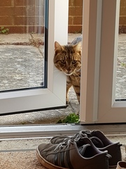 Thug Cat part 2. What, has this thing appeared again tonight?