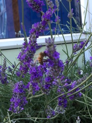 Bees seem HUGE this year ?!