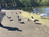 April Amigos Accounting Achievements and Adaptability