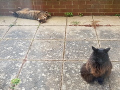 Thug Cat part 2. What, has this thing appeared again tonight?