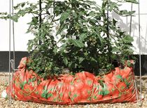 Allotment/Veg Patch Thread 15 - will winter ever end?
