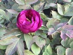 How do your Peonie plants look right now?