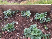 Allotment/Veg Patch Thread 15 - will winter ever end?