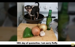 AIBU to ask for your favourite isolation memes?