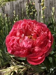 Gardeners World is back!