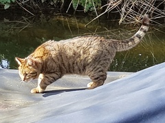 Thug Cat part 2. What, has this thing appeared again tonight?