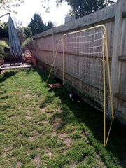 Safe to home rabbits together?