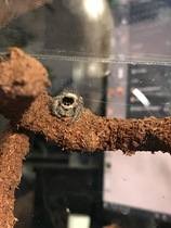 Anyone with invertebrates? *Warning: Pictures*