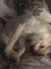 I think I assembled my dog wrong?