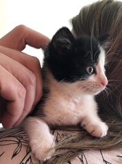 Help us name our kitten please!