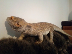 Cute pet and wildlife thread