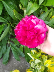 How do your Peonie plants look right now?