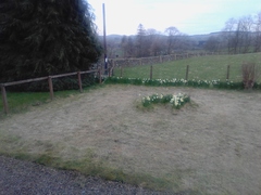 Cheap and low maintenance ideas for shady rectangle front garden *photos*