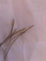 What's going on with son's scalp? (Pictures attached - don't click if squeamish!)