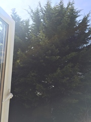 Does anyone know what tree this is?