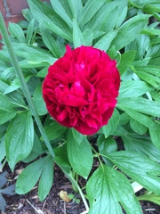 Gardeners World is back!