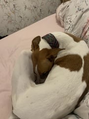 Tell me about your dog