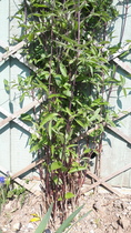 Please can someone tell me what this is? Spring in new home, things are growing!