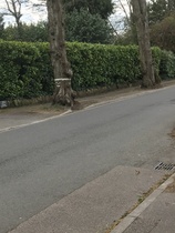 Neighbourhood oddities on your daily walk