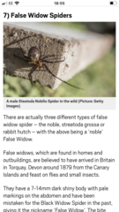 Can anyone identify this spider (widow?) Warning! Photo of spider