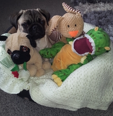 Photos of your dogs to cheer us all up!