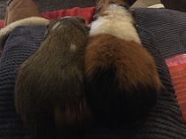 Guinea pig bath day!