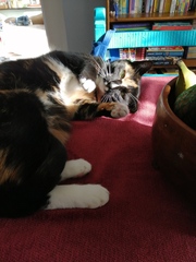 Does my cat like me/her life at all?