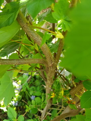 Plant or weed?